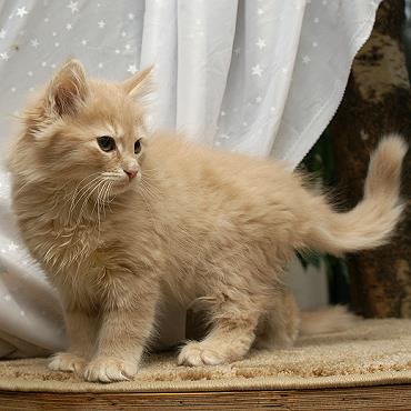 Sibirische Katzen Floris von der Gronau